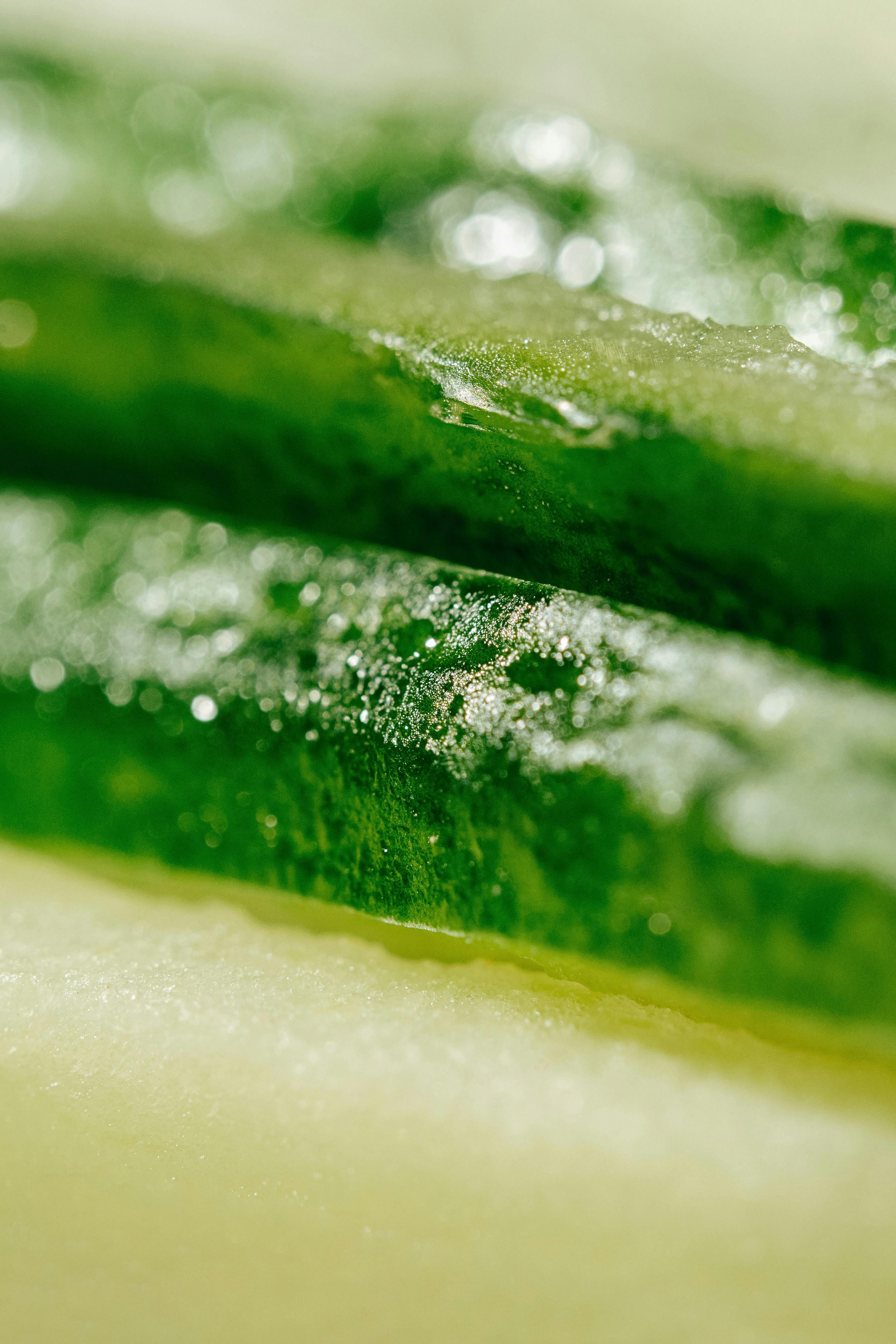 Macro photograph of green algae