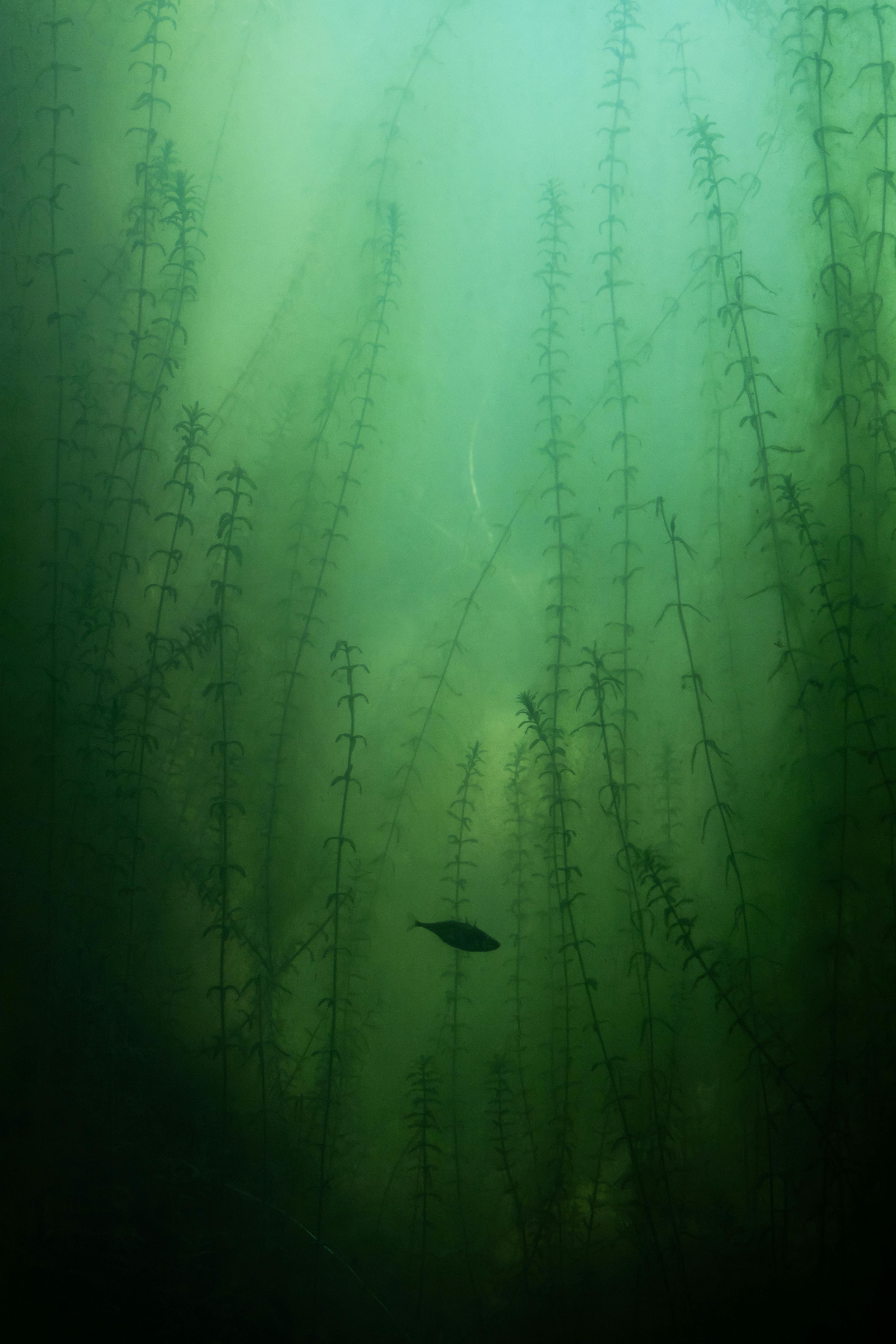 Fish swimming in clear water